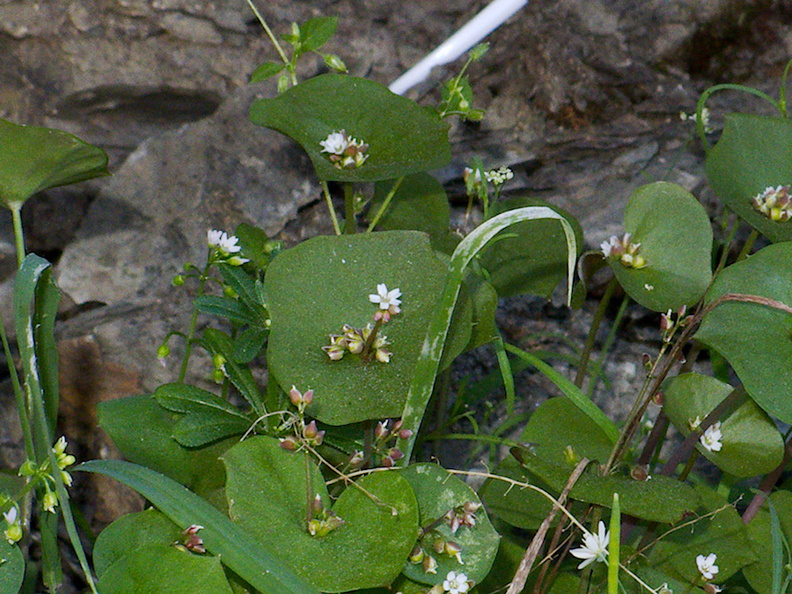 Claytonia-perfoliata-miners-lettuce-riverbank-rte38-San-Bernardino-Natl-Forest-2015-03-28-IMG_4577.jpg