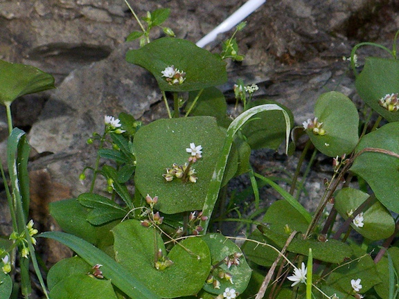 Claytonia-perfoliata-miners-lettuce-riverbank-rte38-San-Bernardino-Natl-Forest-2015-03-28-IMG 4577