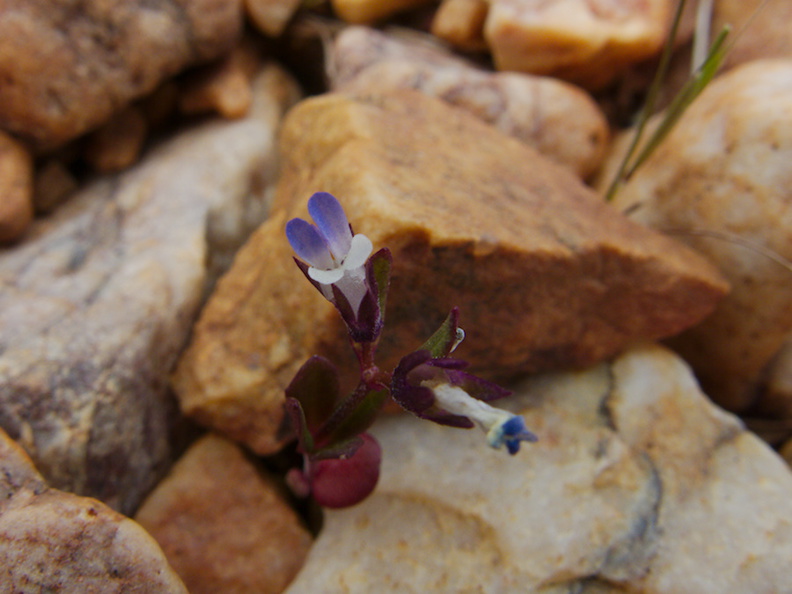 Collinsia-parviflora-smallflower-blue-eyed-mary-pebble-plain-rte18-Baldwin-Lake-Reserve-San-Bernardino-NF-2015-03-29-IMG_4776.jpg