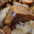 Collinsia-parviflora-smallflower-blue-eyed-mary-pebble-plain-rte18-Baldwin-Lake-Reserve-San-Bernardino-NF-2015-03-29-IMG 4776