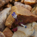 Collinsia-parviflora-smallflower-blue-eyed-mary-pebble-plain-rte18-Baldwin-Lake-Reserve-San-Bernardino-NF-2015-03-29-IMG 4776