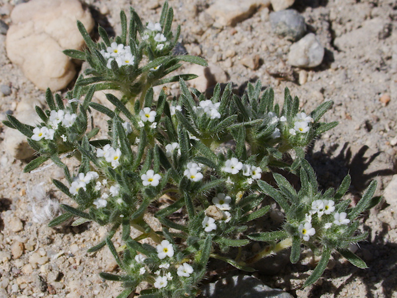 Cryptantha-intermedia-rte18-Mojave-Desert-2015-03-29-IMG_4679.jpg