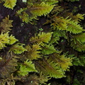 Dendroalsia-abietina-moss-campsite-Big-Basin-Redwoods-SP-SoBeFree19-2014-03-29-IMG_3427.jpg