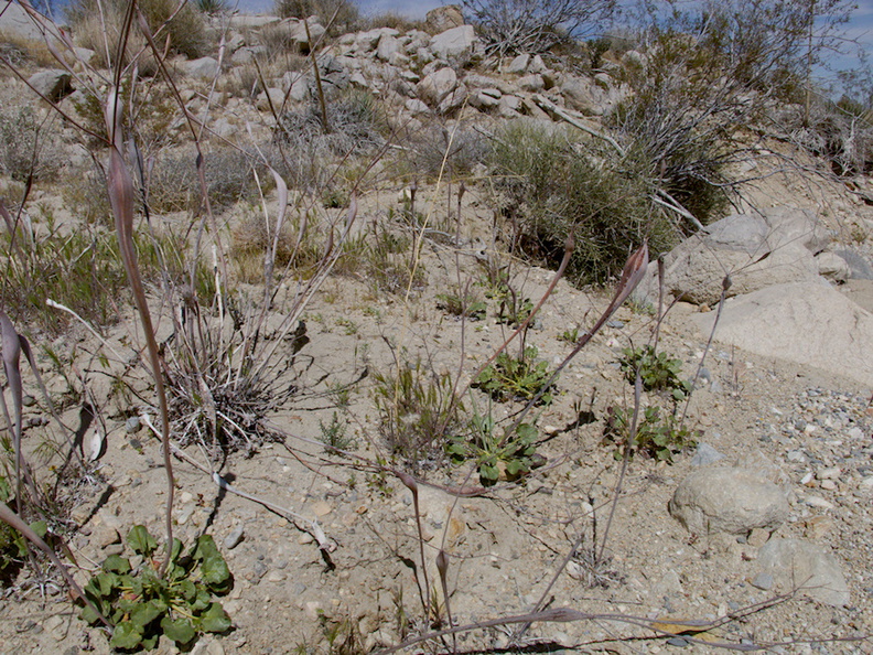 Eriogonum-inflatum-dried-stems-rte18-Mojave-Desert-2015-03-29-IMG_4701.jpg