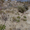 Eriogonum-inflatum-dried-stems-rte18-Mojave-Desert-2015-03-29-IMG 4701