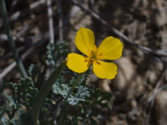 Eschscholtzia-minutiflora-pygmy-poppy-rte18-Mojave-Desert-2015-03-29-IMG 4647