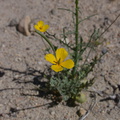 Eschscholtzia-minutiflora-pygmy-poppy-rte18-Mojave-Desert-2015-03-29-IMG 4682