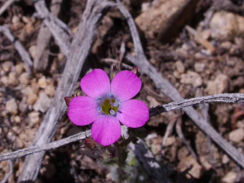 Gilia-cana-and-Layia-glandulosa-Pinyon-Joshua-woodland-rte18-Cactus-Springs-San-Bernardino-NF-2015-03-29-IMG_4747.jpg