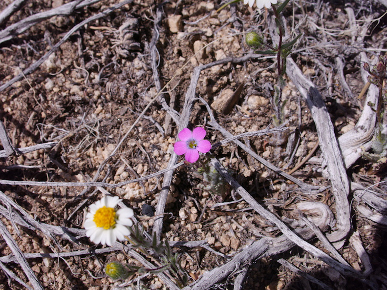 Gilia-cana-and-Layia-glandulosa-Pinyon-Joshua-woodland-rte18-Cactus-Springs-San-Bernardino-NF-2015-03-29-IMG_4749.jpg