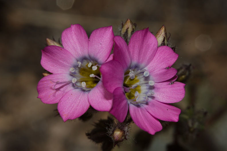 Gilia-cana-showy-gilia-double-petals-Pinyon-Joshua-woodland-rte18-Cactus-Springs-San-Bernardino-NF-2015-03-29-IMG_0492.jpg