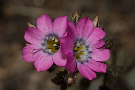 Gilia-cana-showy-gilia-double-petals-Pinyon-Joshua-woodland-rte18-Cactus-Springs-San-Bernardino-NF-2015-03-29-IMG 0492