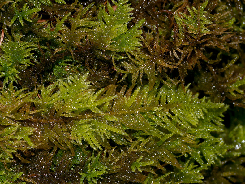 Kindbergia-sp-moss-Finley-Cove-2016-03-20-IMG_3040.jpg