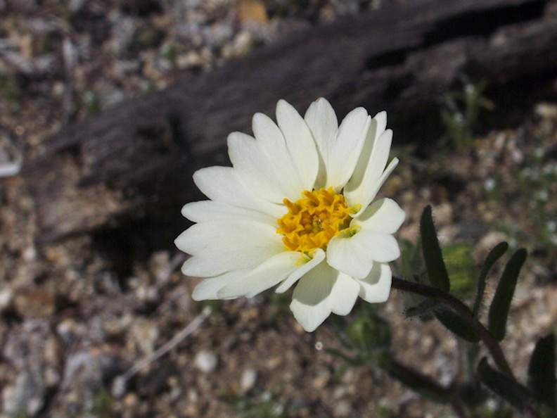 Layia-glandulosa-white-layia-N4-near-rte138-2015-03-30-IMG_4820.jpg