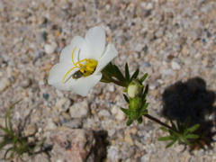 Linanthus-parryae-sandblossoms-rte18-Mojave-Desert-2015-03-29-IMG 4693