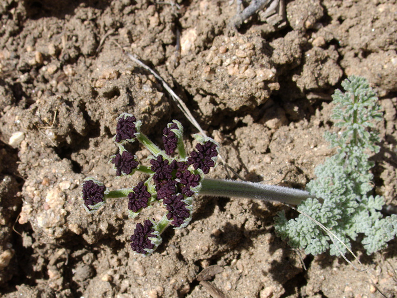 Lomatium-mohavense-Mohave-wild-parsley-Pinyon-Joshua-woodland-rte18-Cactus-Springs-San-Bernardino-NF-2015-03-29-IMG_4714.jpg