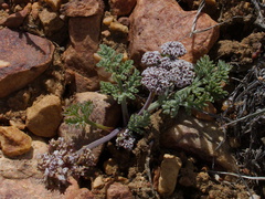 Lomatium-nevadense-pebble-plain-rte18-Baldwin-Lake-Reserve-San-Bernardino-NF-2015-03-29-IMG 4764