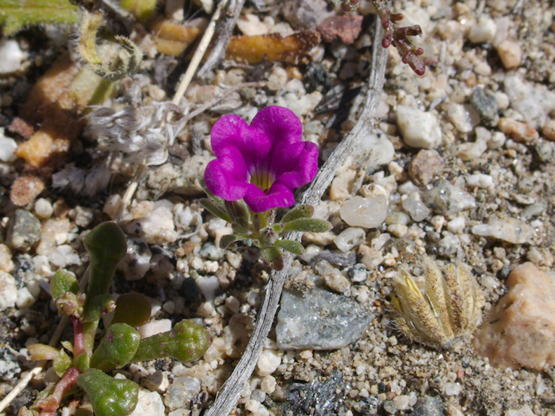 Nama-demissum-desert-purple-mat-N4-near-rte138-2015-03-30-IMG_4818.jpg