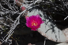 Opuntia-basilaris-beavertail-cactus-rte18-Mojave-Desert-2015-03-29-IMG 0473