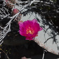Opuntia-basilaris-beavertail-cactus-rte18-Mojave-Desert-2015-03-29-IMG 0473
