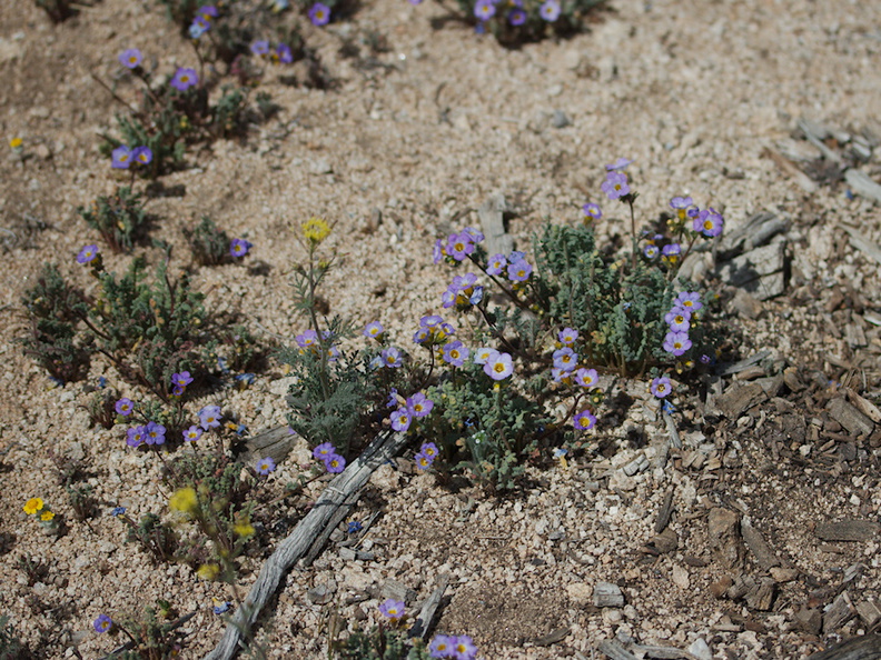 Phacelia-fremontii-Pinyon-Joshua-woodland-rte18-Cactus-Springs-San-Bernardino-NF-2015-03-29-IMG_0488.jpg