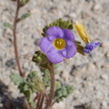 Phacelia-fremontii-rte18-Mojave-Desert-2015-03-29-IMG 4674