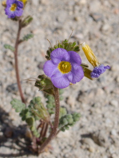 Phacelia-fremontii-rte18-Mojave-Desert-2015-03-29-IMG 4674