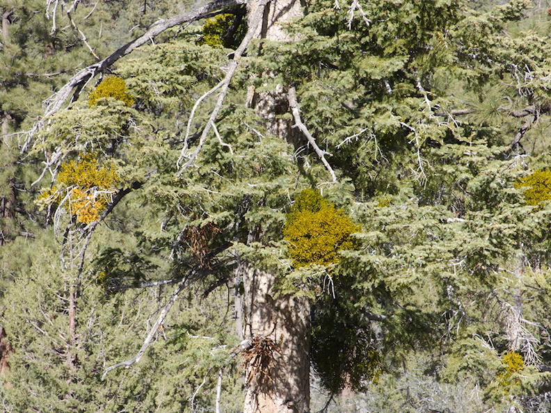 Phoradendron-serotinum-Pacific-mistletoe-mountain-pass-Western-Juniper-San-Bernardino-NF-2015-03-29-IMG 4790
