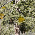 Phoradendron-serotinum-Pacific-mistletoe-mountain-pass-Western-Juniper-San-Bernardino-NF-2015-03-29-IMG 4790
