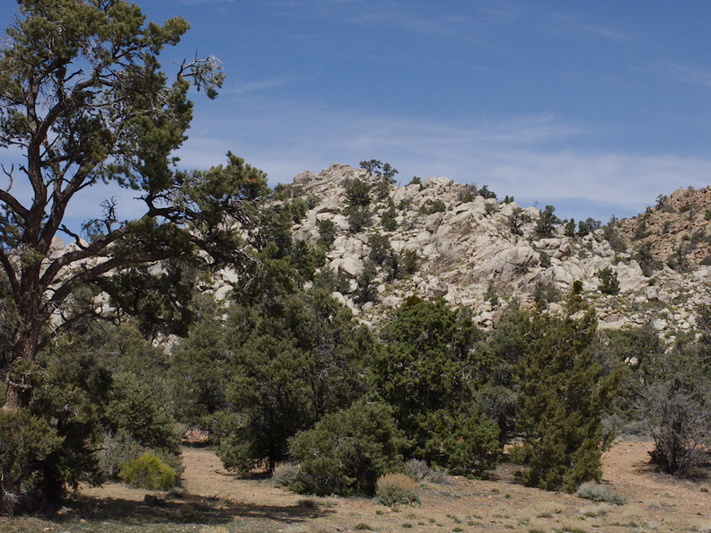 Pinyon-Joshua-woodland-rte18-Cactus-Springs-San-Bernardino-NF-2015-03-29-IMG_4703.jpg