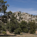Pinyon-Joshua-woodland-rte18-Cactus-Springs-San-Bernardino-NF-2015-03-29-IMG 4703