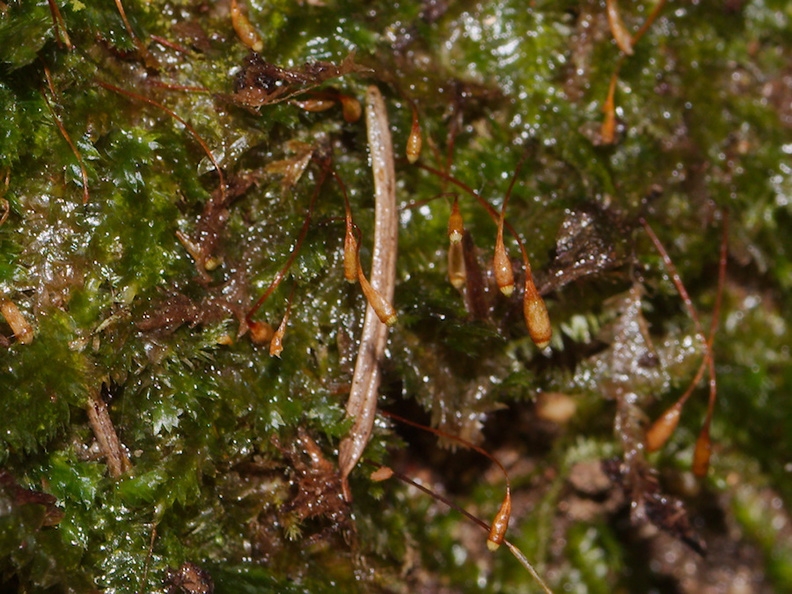 Plagiothecium-sp-laetum-moss-Fall-Creek-Henry-Cowell-SP-SoBeFree19-2014-03-31-IMG_0062.jpg