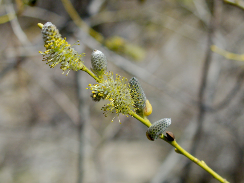 Salix-sp-Pacific-willow-catkins-creek-rte38-San-Bernardino-Natl-Forest-2015-03-28-IMG_4509.jpg