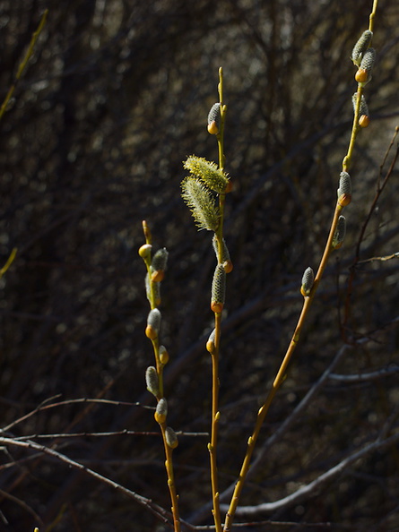 Salix-sp-Pacific-willow-catkins-creek-rte38-San-Bernardino-Natl-Forest-2015-03-28-IMG 4518