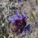 Salvia-dorrii-Dorrs-sage-rte18-Mojave-Desert-2015-03-29-IMG 4664