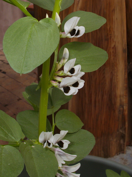 Vicia-faba-fava-bean-plant-in-pot-YMCA-Campbell-Camp-SoBeFree19-2014-03-29-IMG_3470.jpg