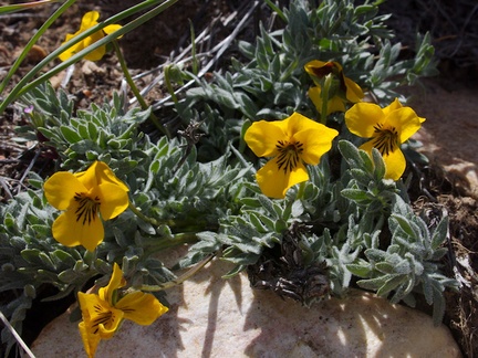 Viola-douglasii-yellow-flowerd-violet-pebble-plain-rte18-Baldwin-Lake-Reserve-San-Bernardino-NF-2015-03-29-IMG 4759