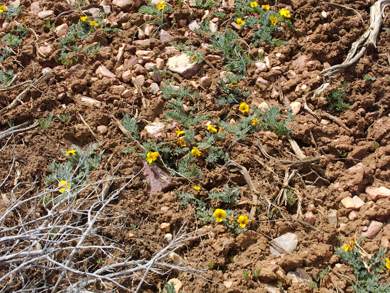 Viola-douglasii-yellow-flowered-violet-pebble-plain-rte18-Baldwin-Lake-Reserve-San-Bernardino-NF-2015-03-29-IMG 4767