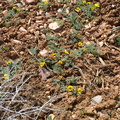 Viola-douglasii-yellow-flowered-violet-pebble-plain-rte18-Baldwin-Lake-Reserve-San-Bernardino-NF-2015-03-29-IMG 4767