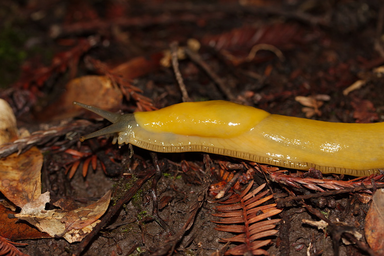 banana-slug-Sequoia-Trail-Big-Basin-Redwoods-SP-SoBeFree19-2014-03-29-IMG_0030.jpg
