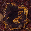 bracket-fungus-Henry-Cowell-SP-SoBeFree19-2014-03-31-IMG 3520