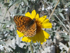 butterfly-orange-Lepidoptera-rte18-Mojave-Desert-2015-03-29-IMG 4644
