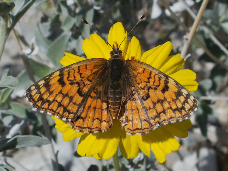 butterfly-orange-Lepidoptera-rte18-Mojave-Desert-2015-03-29-IMG 4645