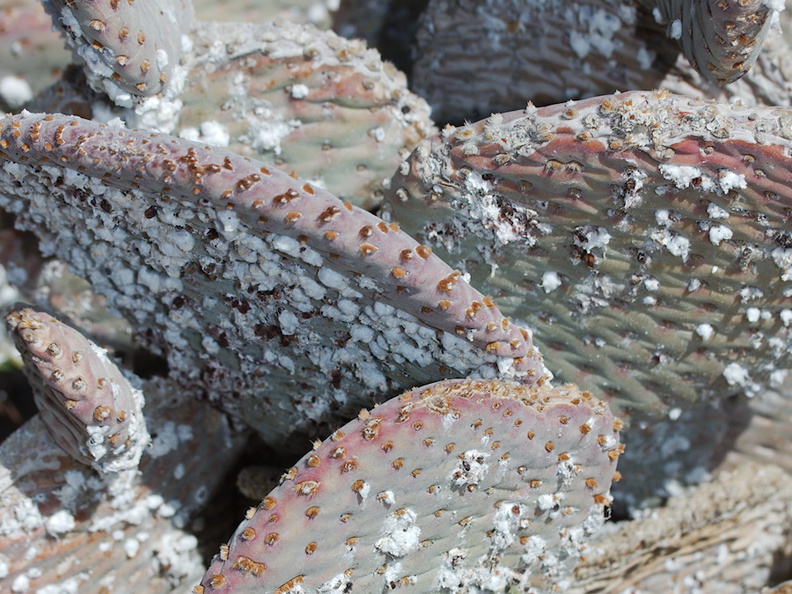 cochineal-insects-on-Opuntia-basilaris-beavertail-cactus-rte18-Mojave-Desert-2015-03-29-IMG_0476.jpg