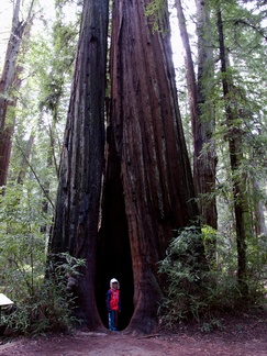 giant-redwood-with-child-from-Manitoba-for-scale-Austin-Creek-SP-2016-03-19-IMG 6654