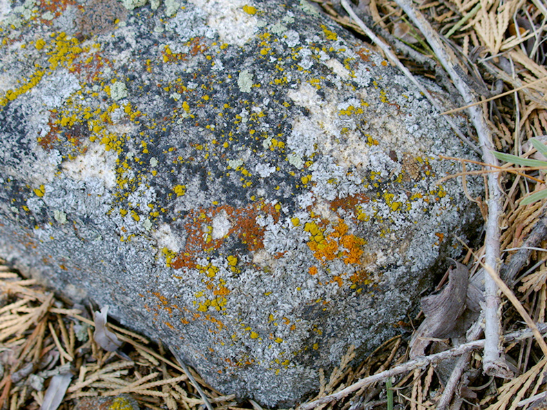 lichen-covered-granite-rock--creek-rte38-San-Bernardino-Natl-Forest-2015-03-28-IMG_4544.jpg