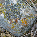 lichen-covered-granite-rock--creek-rte38-San-Bernardino-Natl-Forest-2015-03-28-IMG 4544