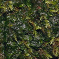 moss-and-thalloid-liverwort-campsite-Big-Basin-Redwoods-SP-SoBeFree19-2014-03-29-IMG_0003.jpg