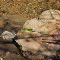 moss-in-stream-rock--creek-rte38-San-Bernardino-Natl-Forest-2015-03-28-IMG 4539