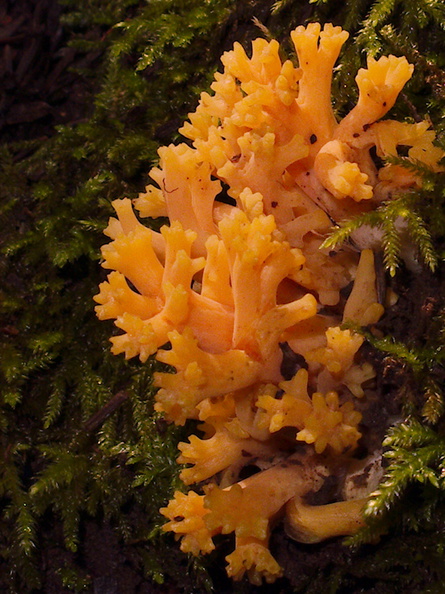 orange-coral-mushroom-campsite-Big-Basin-Redwoods-SP-SoBeFree19-2014-03-29-IMG_3448.jpg