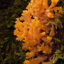 orange-coral-mushroom-campsite-Big-Basin-Redwoods-SP-SoBeFree19-2014-03-29-IMG 3448